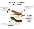 zastosowanie kilkuwarswowej wkładki zapewnia wygodę.png